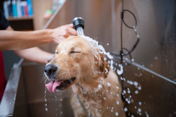 pet grooming