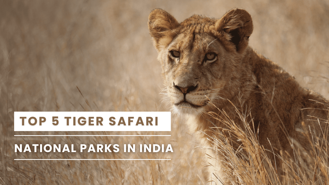 Top 5 Tiger Safari National Parks in India