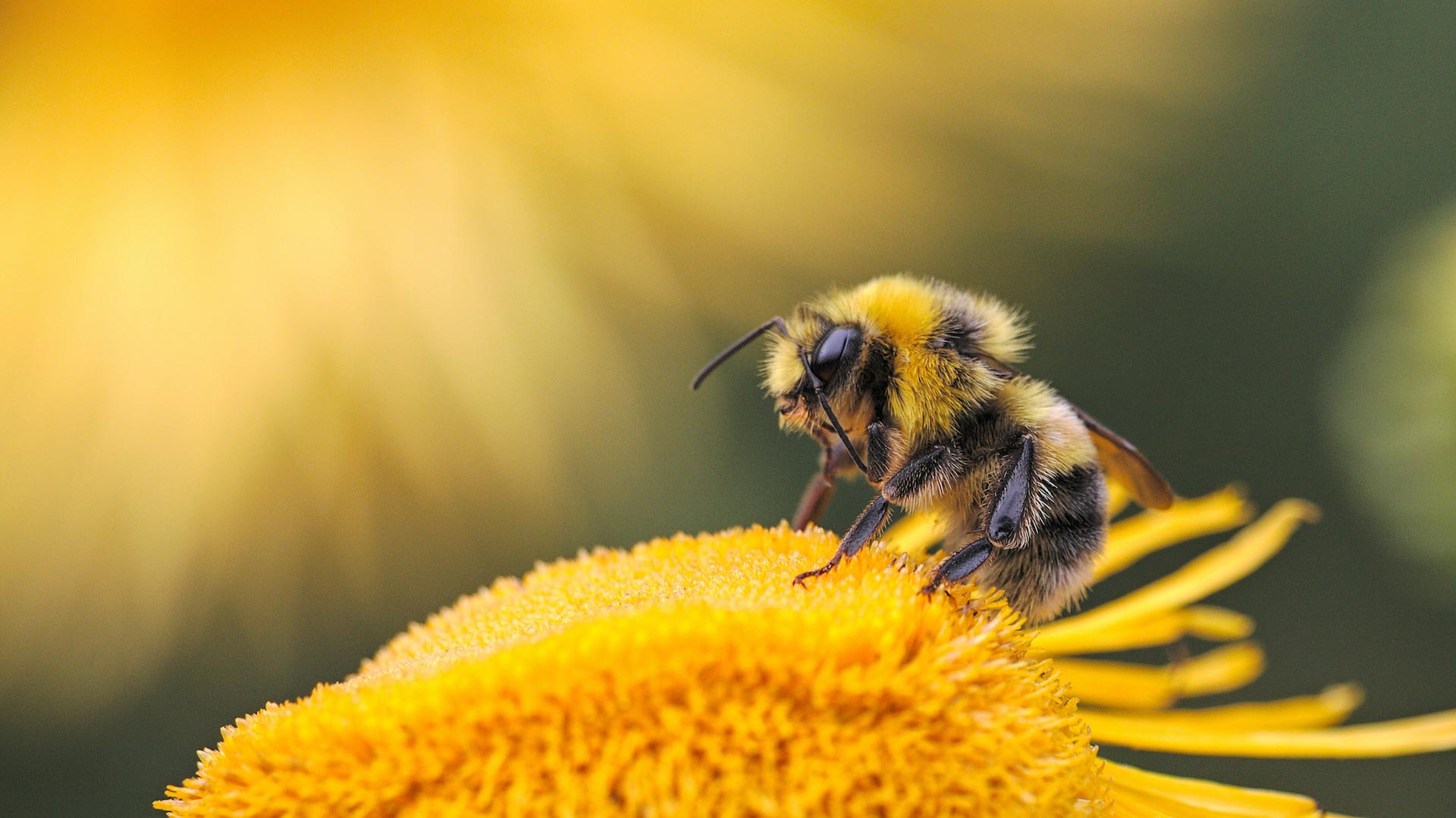 bee-control