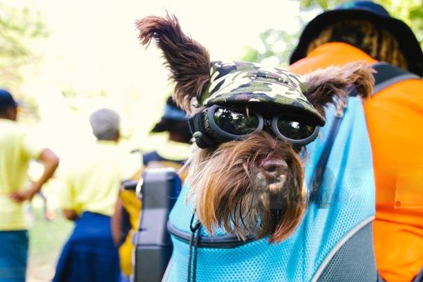 dog in carrier