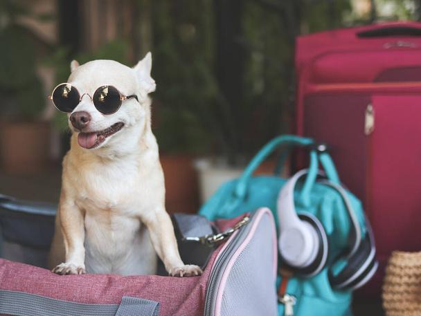 dog carrier purse
