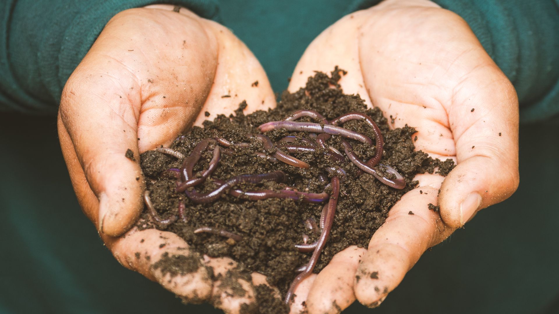Fertilizer Market