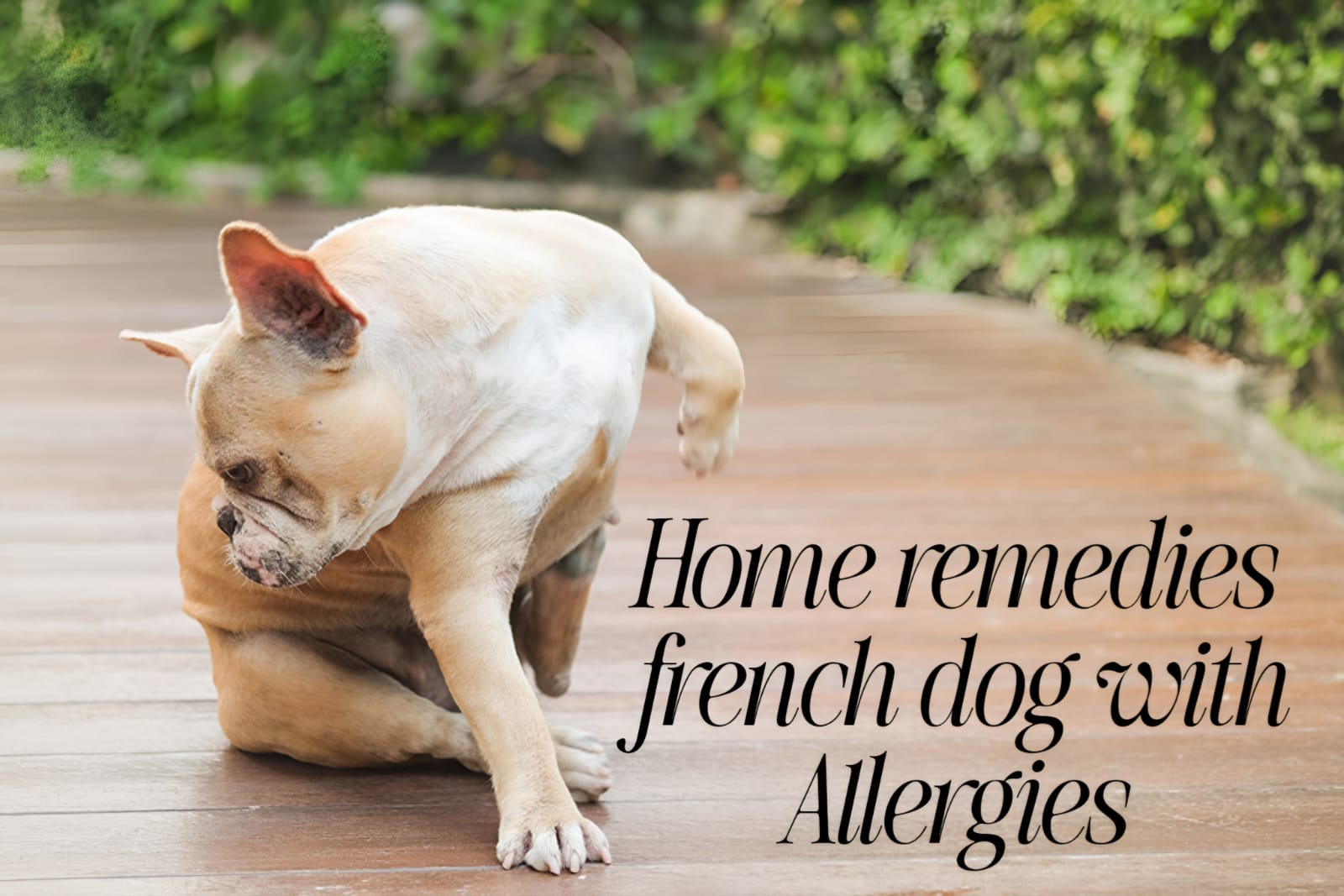 Natural Home Remedies for French Bulldog with Allergies