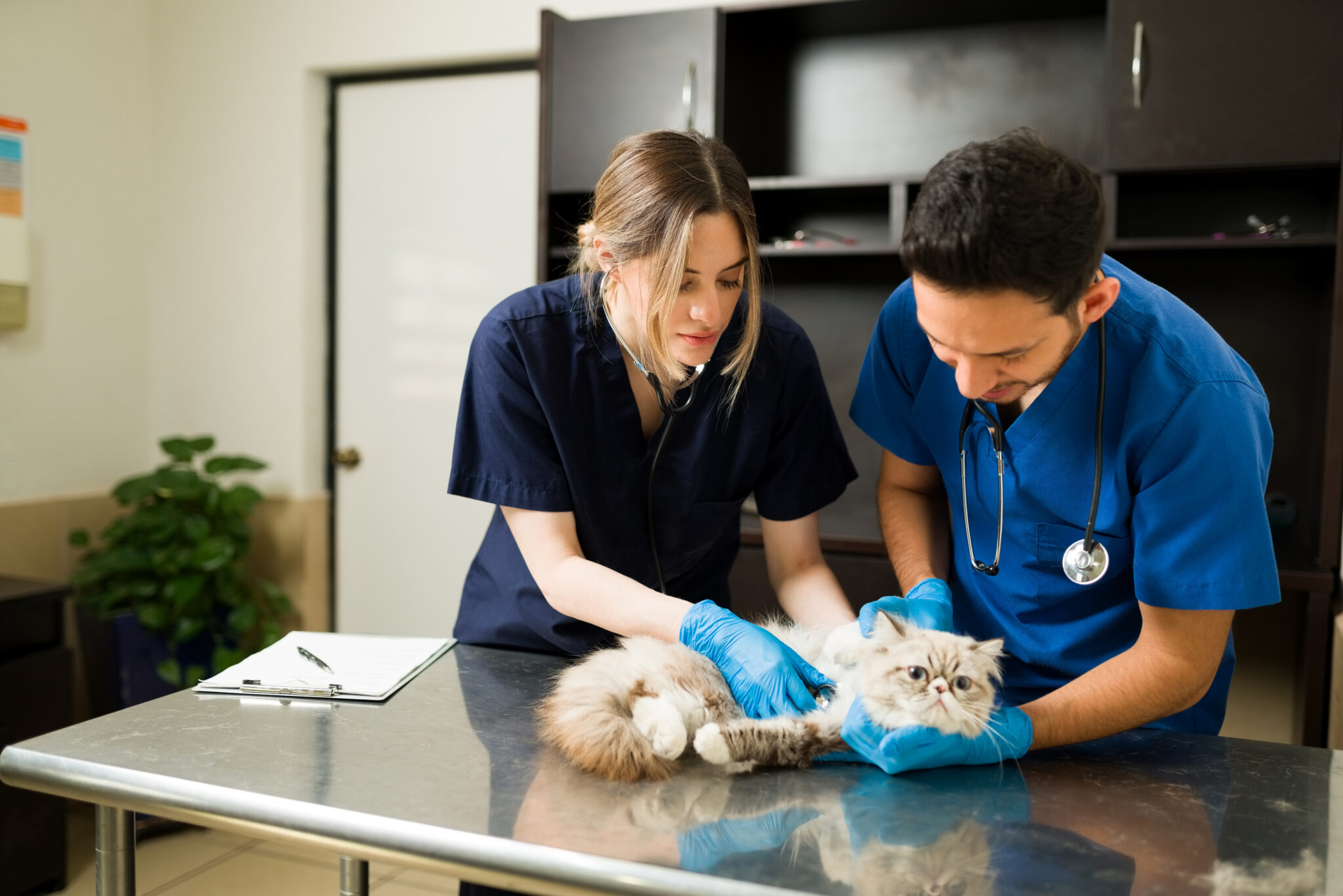two veterinarians holding down persian cat exam table caucasian professional woman vet using stethoscope hearing heart sick fluffy cat scaled